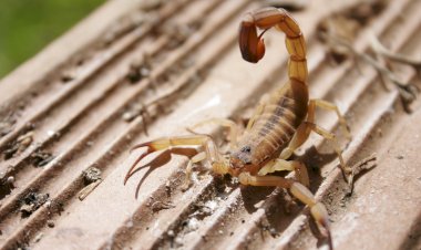 Guaxupé registra 255 acidentes com animais peçonhentos nos primeiros seis meses do ano