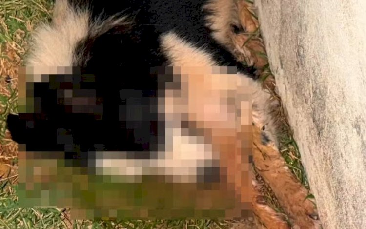 Polícia Civil investiga morte de três cachorros por suspeita de envenenamento em Guaxupé
