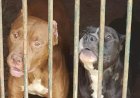 Homem é preso em Bauru por manter 14 cães sob maus-tratos em canil clandestino