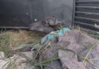 Búfalas de Brotas são levadas para novo santuário e deixam fazenda onde sofreram maus-tratos