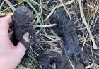 Filhotes de cães morrem queimados vivos em terreno baldio em Bariri
