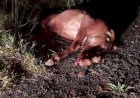 Veículo atropela e mata cavalo em distrito de Jaú