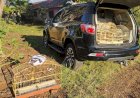 Operação Free Bird: Mais de 70 aves silvestres são resgatadas de cativeiro pela Polícia Federal em Dois Córregos