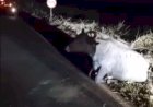 Búfala é atropelada em estrada rural de Jaú