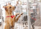 CSU recebe Feira de adoção de animais em 06 de julho
