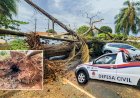 Vendaval deixa rastro de destruição em Bariri e grave ocorrência de adolescentes atingidas por árvore oca acende alerta: Meio Ambiente inicia vistoria ambiental e avalia árvores condenadas, com auxílio da Defesa Civil e Infraestrutura