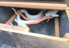 Cobras exóticas enviadas via Correios são resgatadas em Bauru
