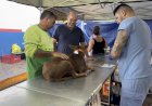 Bariri encerra mutirão de saúde animal com mais de 400 animais castrados