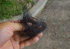 Mulher tem cabelo arrancado pelo marido, que acaba preso por violência doméstica em Itapuí
