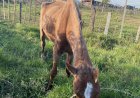 Focinho Carente intervém e denuncia maus-tratos de cavalo; ONG Arca da Fé tem convênio com a Eixo para translado de animais resgatados, diz Roni Romão