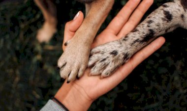 Comissão Fiscalizadora de Proteção Animal julga seis casos de maus-tratos em Bariri; multas aos ex-tutores podem chegar até R$ 20 mil