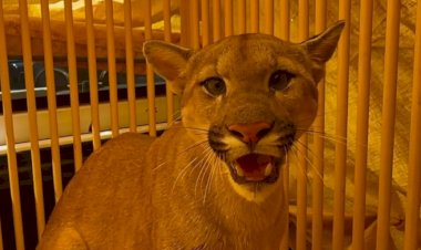 Onça-parda é resgatada em Pederneiras após ficar acidentalmente presa em gaiola