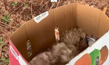 Avó e neta prestam depoimento à Polícia Civil por abandonarem cão doente em área de mata; animal não resistiu