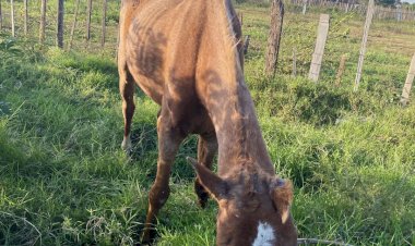 Focinho Carente intervém e denuncia maus-tratos de cavalo; ONG Arca da Fé tem convênio com a Eixo para translado de animais resgatados, diz Roni Romão