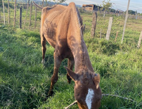 Focinho Carente intervém e denuncia maus-tratos de cavalo; ONG Arca da Fé tem convênio com a Eixo para translado de animais resgatados, diz Roni Romão