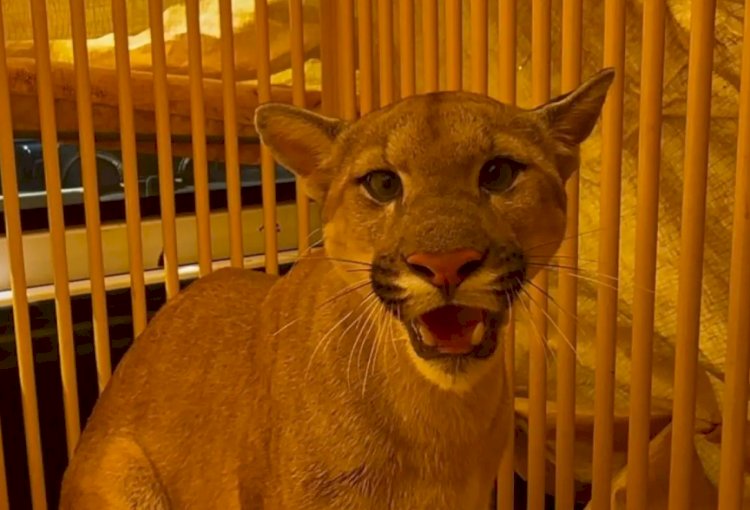 Onça-parda é resgatada em Pederneiras após ficar acidentalmente presa em gaiola