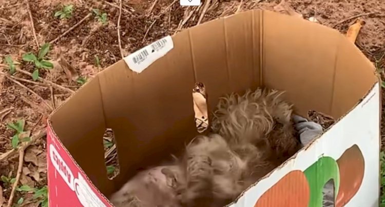 Avó e neta prestam depoimento à Polícia Civil por abandonarem cão doente em área de mata; animal não resistiu