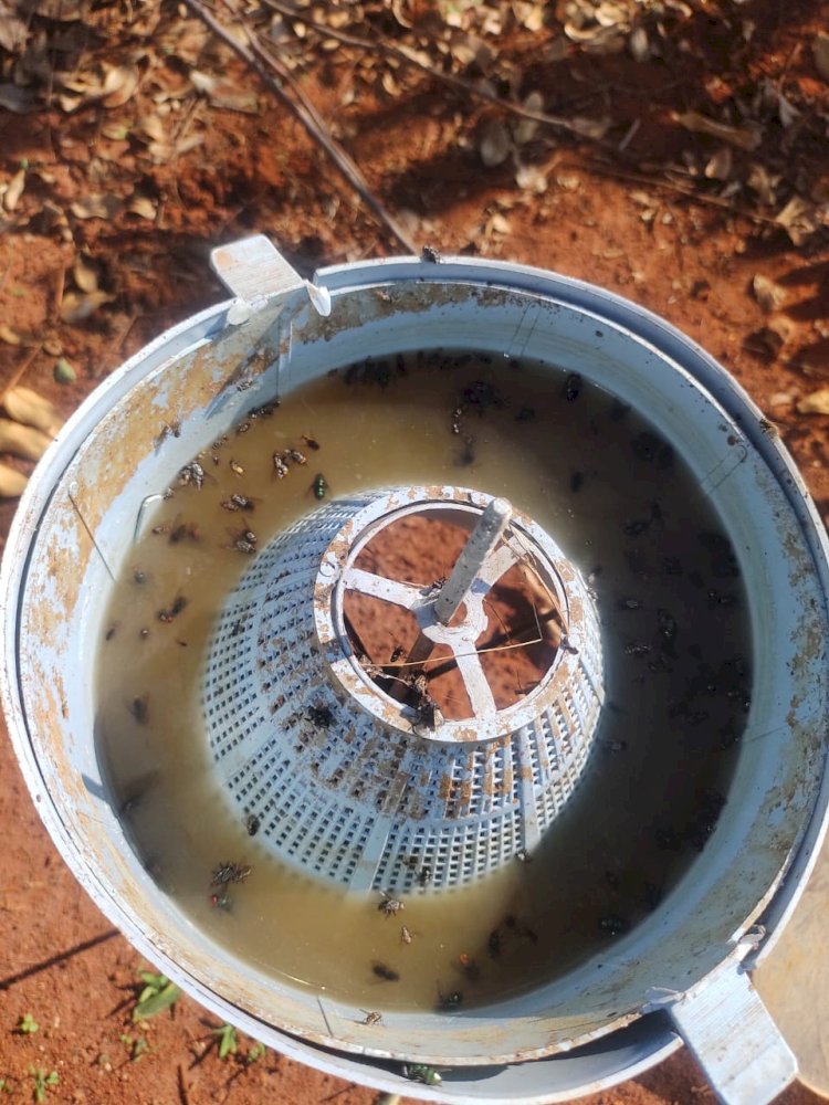 Armadilhas “papa-moscas” mostram eficiência no combate da praga, mas sofrem vandalismo de moradores em Bariri