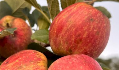Área plantada com maçãs no Sul de Minas deve crescer mais de 40% este ano