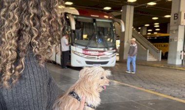 Cães e gatos podem viajar em ônibus intermunicipais de Minas a partir de hoje