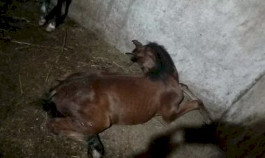 Levantamento mostra que Guaxupé, Guaranésia e Muzambinho registraram mortes de cavalos por ração contaminada