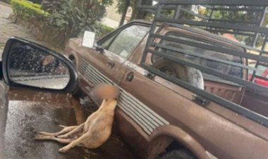 Ministério Público ajuíza ação contra tutor de cão morto por enforcamento em Nova Resende