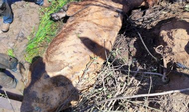 Bombeiros resgatam vaca atolada em brejo na zona rural de Muzambinho