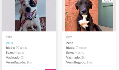 Prefeitura de Guaxupé cria página oficial para adoção de cães e gatos