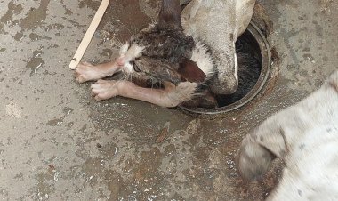 Filhote de gato preso em cano é resgatado pelos Bombeiros no bairro Catetos