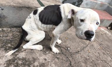 Casal é preso em Arceburgo por maus-tratos a cachorro