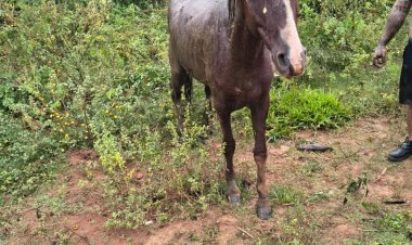 Bombeiros resgatam cavalo atolado em brejo no Jardim América, em Guaxupé