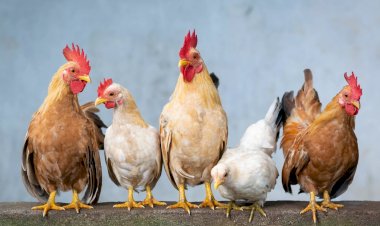 Alteração na lei mantém proibição de galos e flexibiliza criação de galinhas na área urbana de Guaxupé