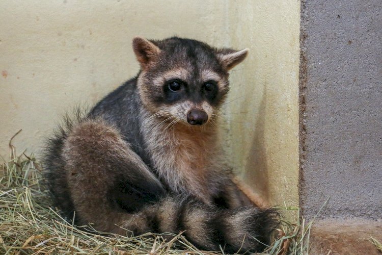 Guaxinim resgatada no começo do ano em Guaxupé está apta à reinserção na natureza