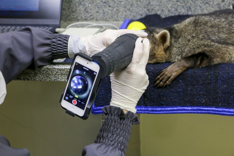 Guaxinim resgatada no começo do ano em Guaxupé está apta à reinserção na natureza