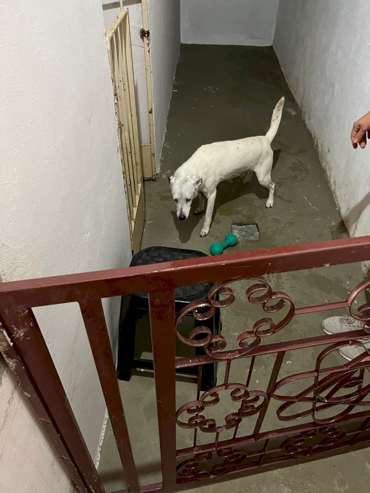 Cachorro é resgatado após ficar com cabeça presa na grade de casa em Guaxupé