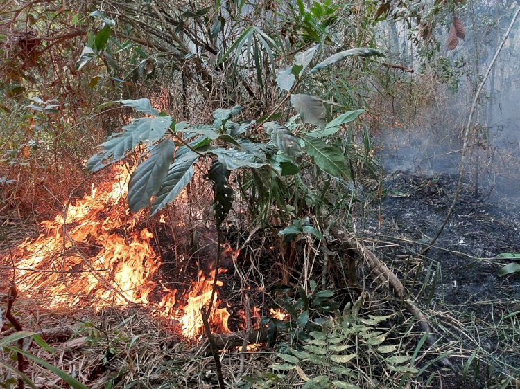 Incêndio queima 17 hectares de mata nativa em apenas um dia, em Nova Resende