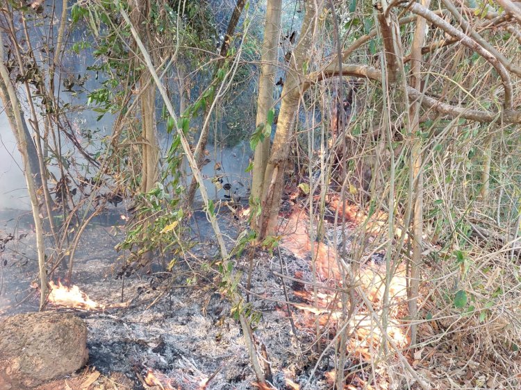 Incêndio queima 17 hectares de mata nativa em apenas um dia, em Nova Resende