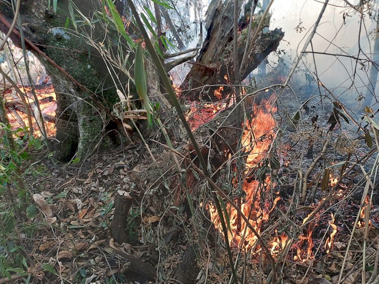 Incêndio queima 17 hectares de mata nativa em apenas um dia, em Nova Resende