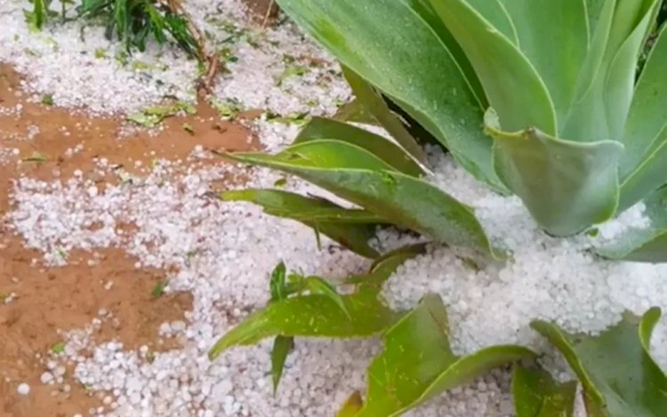 Produtores rurais contabilizam prejuízos em lavouras após chuva de granizo em Nova Resende