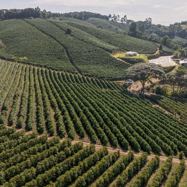 Associação dos Cafeicultores do Sudoeste de Minas e Sebrae lançam marca território para valorizar a origem produtora