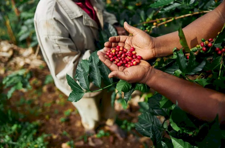 Produtores de café do Sudoeste de Minas conquistam o reconhecimento de Indicação Geográfica