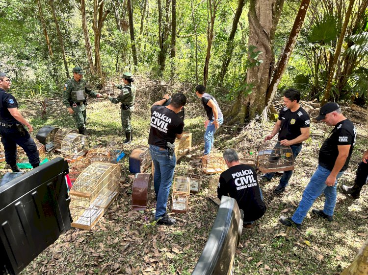 Operação Revoada: quase 300 pássaros silvestres são apreendidos em Guaxupé e Guaranésia; militar da reserva e funcionário público estão entre os envolvidos