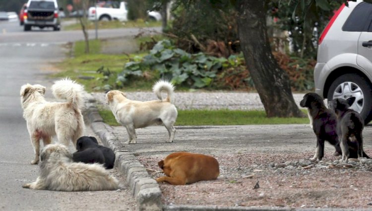 Câmara aprova projetos com foco na proteção de animais