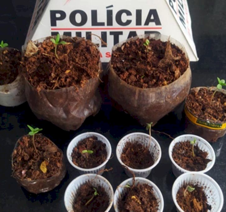 Em Juruaia, mulher é detida por cultivar maconha em sítio