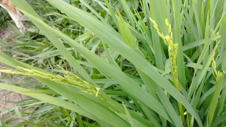 Consórcio de café e arroz é testado no Sul de Minas