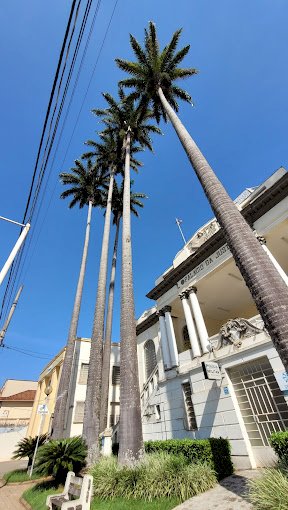 Câmara de Guaxupé e Corpo de Bombeiros definem corte de palmeiras imperiais no Palácio da Justiça