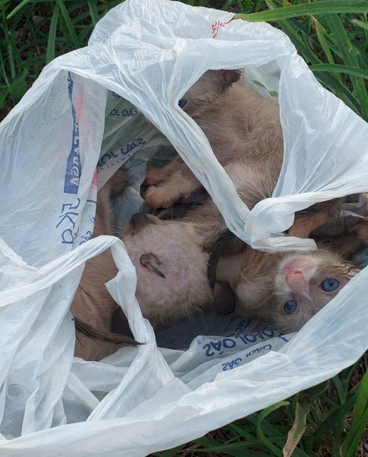 Filhotes de gato são encontrados dentro de sacola plástica em Guaxupé