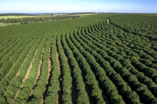 6º Fórum Café e Clima será realizado no dia 31 de julho