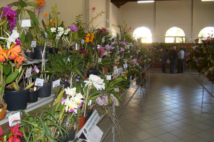 Guaxupé se prepara para a 72ª Exposição Nacional de Orquídeas