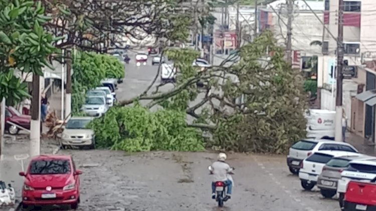 Tempestade causa queda de árvores e deixa parte de Guaxupé sem energia